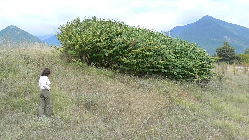 Photo de renouées entre la déchèterie et le terrain de cross à Veynes