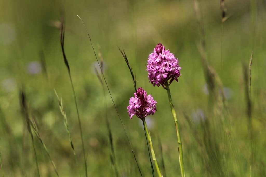 photo de deux orchidées pyramidales dans une prairie