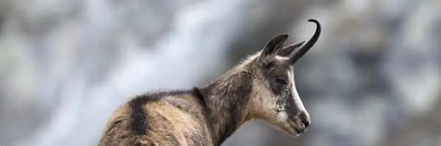 chamois du Dévoluy en gros plan