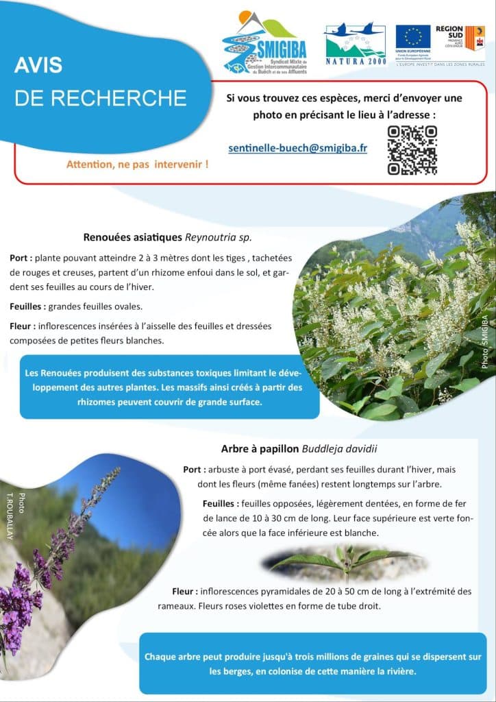 Affiche présentant l'avis de recherche des renouées asiatiques et du buddléia avec l'adresse mail à laquelle envoyer le témoignage : sentinelle-buech@smigiba.fr.
L'affiche présente ensuite les critères de reconnaissance des renouées asiatiques puis du buddléïa.