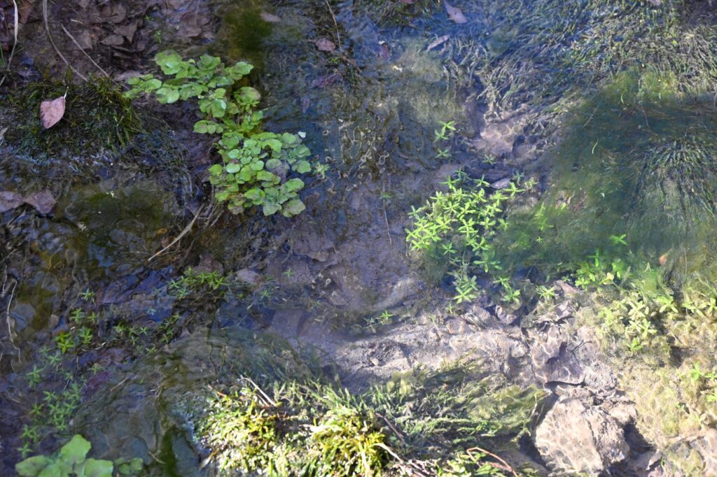 Végétation aquatique de l'adoux de Tuillière. On y observe notamment du cresson, du callitriche  et des mousses aquatiques du genre Fontinalis, se développant sur un substrat limoneux.