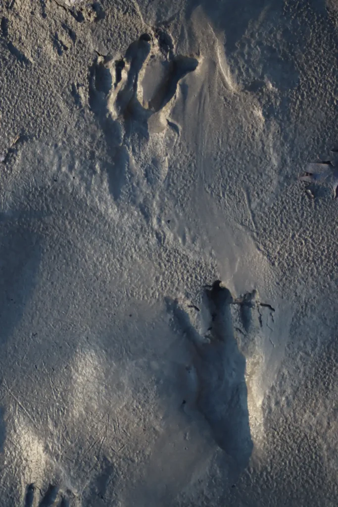 traces de castor dans la boue