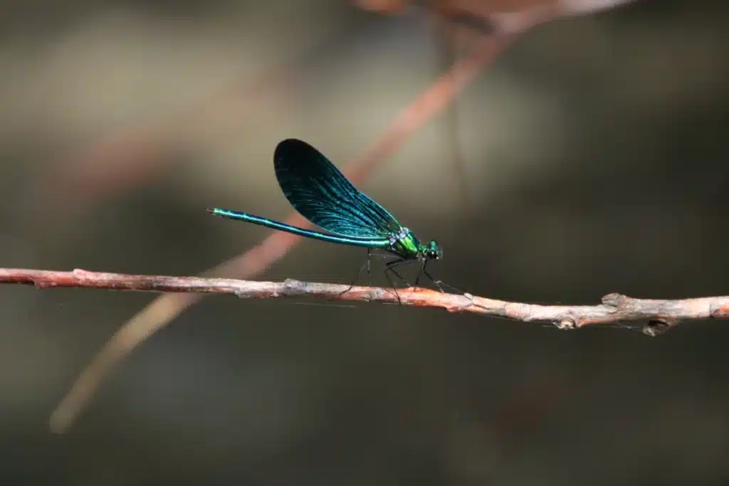 photo d'une libellule verte posée sur une branche