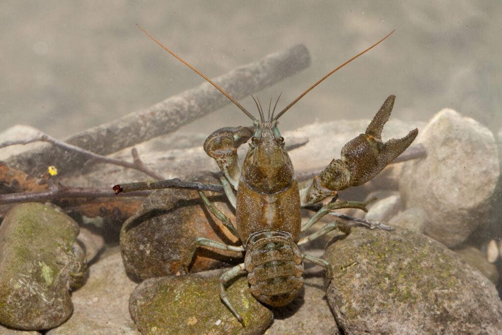 Photographie d'une écrevisse à pattes blanches, posée sur des galets dans l'eau les pinces levées